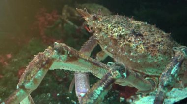 Japon örümcek yengeç en büyük yaşam olduğu Yengeç türler, ultra hd 4k, gerçek zamanlı, yakın çekim