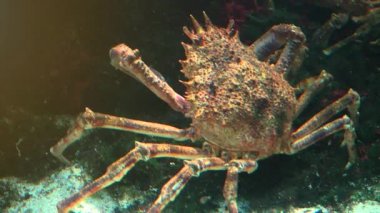 Japon örümcek yengeç en büyük yaşam olduğu Yengeç türler, ultra hd 4k, gerçek zamanlı, yakın çekim