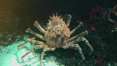 Japon örümcek yengeç en büyük yaşam olduğu Yengeç türler, ultra hd 4k, gerçek zamanlı, yakın çekim