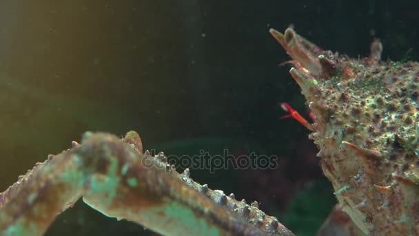 O caranguejo-aranha japonês é a maior espécie de caranguejo vivo, ultra hd 4k, em tempo real, close-up — Vídeo de Stock