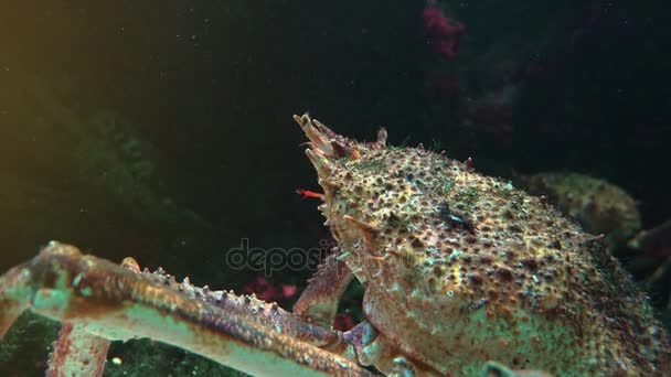 O caranguejo-aranha japonês é a maior espécie de caranguejo vivo, ultra hd 4k, em tempo real, close-up — Vídeo de Stock