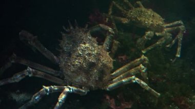 Japon örümcek yengeç en büyük yaşam olduğu Yengeç türler, ultra hd 4k, gerçek zamanlı, yakın çekim