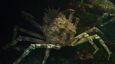 Japon örümcek yengeç en büyük yaşam olduğu Yengeç türler, ultra hd 4k, gerçek zamanlı, yakın çekim