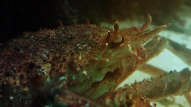 Japon örümcek yengeç en büyük yaşam olduğu Yengeç türler, ultra hd 4k, gerçek zamanlı, yakın çekim