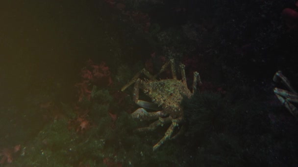 De Japanse spin krab is de grootste levende soorten ultra hd 4k, real-time, close-up krab — Stockvideo