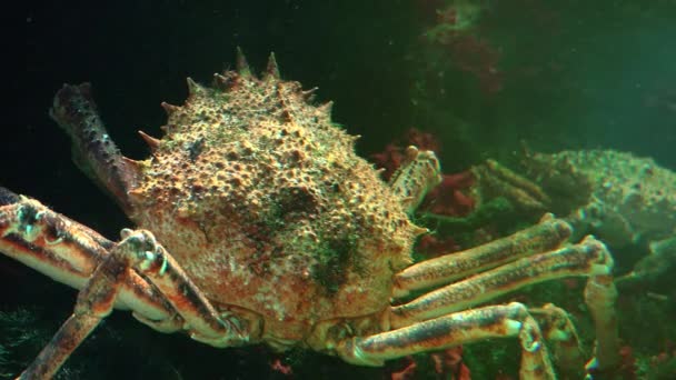 De Japanse spin krab is de grootste levende soorten ultra hd 4k, real-time, close-up krab — Stockvideo