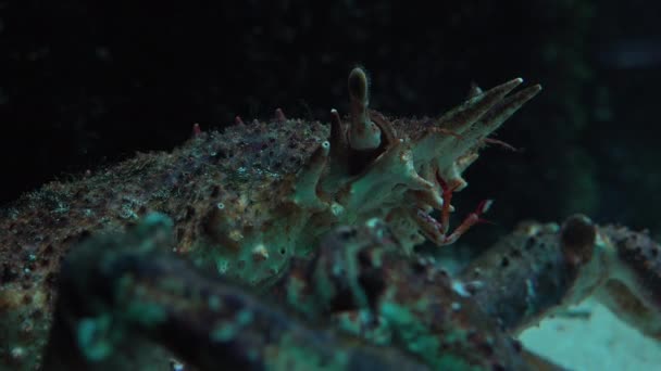 O caranguejo-aranha japonês é a maior espécie de caranguejo vivo, ultra hd 4k, em tempo real, close-up — Vídeo de Stock