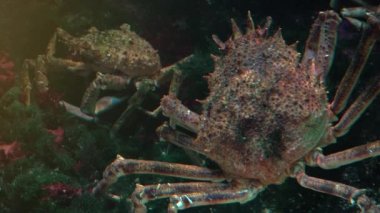 Japon örümcek yengeç en büyük yaşam olduğu Yengeç türler, ultra hd 4k, gerçek zamanlı, yakın çekim