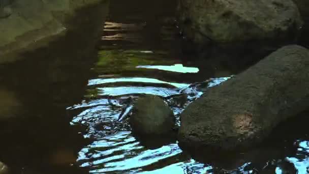 Otters spelen en zwemmen in het vijverwater van een, real-time, 4k ultra hd — Stockvideo