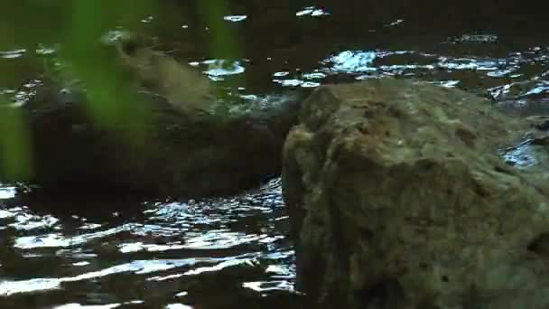 Fischotter spielen und schwimmen im Teichwasser, Echtzeit, 4k, ultra hd — Stockvideo