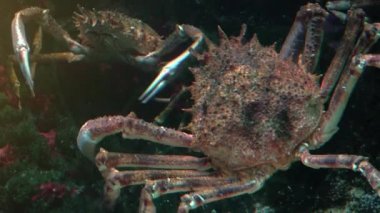 Japon örümcek yengeç en büyük yaşam olduğu Yengeç türler, ultra hd 4k, gerçek zamanlı, yakın çekim