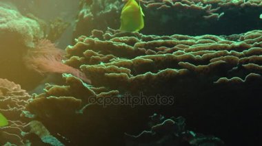 Diğer deniz yaşamı ultra hd 4 k, gerçek tme renkli tropikal balık yüzmek