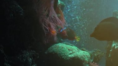 Diğer deniz yaşamı ultra hd 4 k, gerçek tme renkli tropikal balık yüzmek
