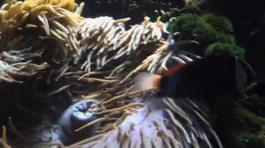 Diğer deniz yaşamı ultra hd 4 k, gerçek tme renkli tropikal balık yüzmek