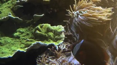 Diğer deniz yaşamı ultra hd 4 k, gerçek tme renkli tropikal balık yüzmek