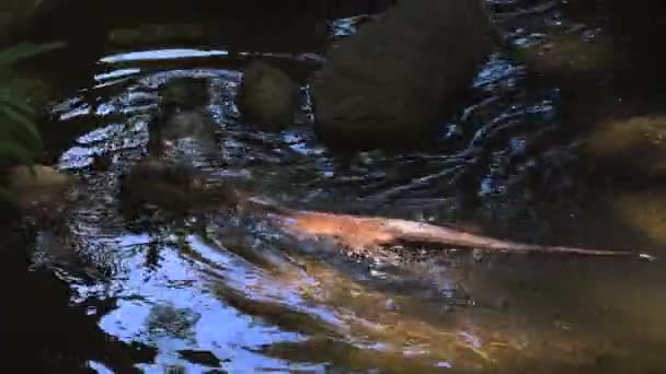 Otters spelen en zwemmen in het vijverwater van een, real-time, 4k ultra hd — Stockvideo