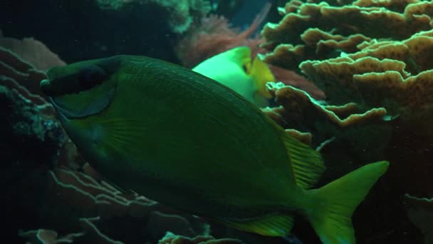 Kolorowe ryby tropikalne pływać w pobliżu inne morskie, ultra hd 4k, prawdziwe tme — Wideo stockowe
