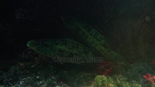 Poissons tropicaux colorés nagent à proximité d'autres formes de vie marine, ultra hd 4k, real tme — Video