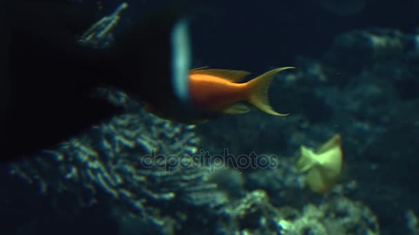 Poissons tropicaux colorés nagent à proximité d'autres formes de vie marine, ultra hd 4k, real tme — Video