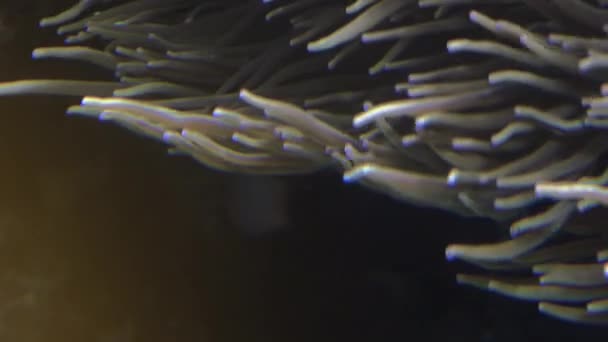 다른 해양 생물, 울트라 hd 4 k, 진짜 tme 근처 다채로운 열 대 물고기 수영 — 비디오