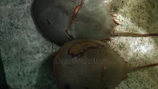 Ikan tropis berwarna berenang di dekat kehidupan laut lainnya, ultra hd 4k, nyata tme — Stok Video