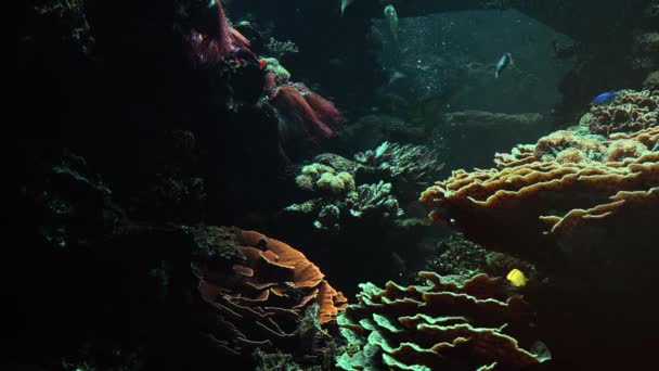Барвисті тропічні риби плавають поруч з іншим морським життям, ультра HD 4k, реальний tme — стокове відео