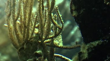 Diğer deniz yaşamı ultra hd 4 k, gerçek tme renkli tropikal balık yüzmek