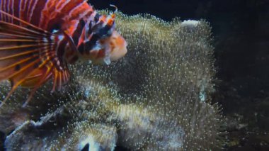 Diğer deniz yaşamı ultra hd 4 k, gerçek tme renkli tropikal balık yüzmek