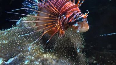 Diğer deniz yaşamı ultra hd 4 k, gerçek tme renkli tropikal balık yüzmek