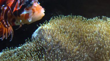 Diğer deniz yaşamı ultra hd 4 k, gerçek tme renkli tropikal balık yüzmek