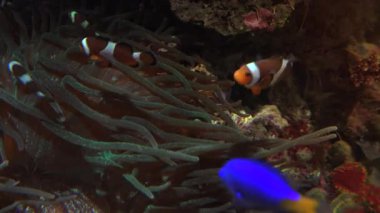 Diğer deniz yaşamı ultra hd 4 k, gerçek tme renkli tropikal balık yüzmek