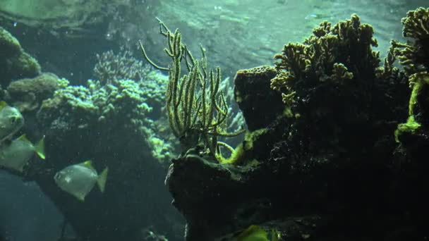 Bunte tropische Fische schwimmen in der Nähe anderer Meereslebewesen, ultra hd 4k, real tme — Stockvideo