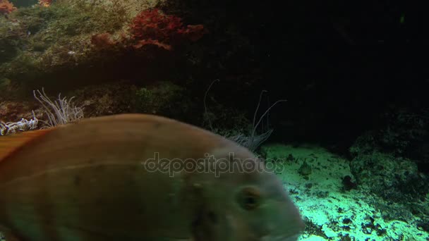 Peixes tropicais coloridos nadam perto de outra vida marinha, ultra hd 4k, real tme — Vídeo de Stock