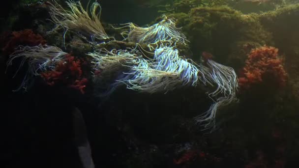 五彩斑斓的热带鱼游泳附近其他海洋生物，超高清 4k，真正全直肠系膜切除 — 图库视频影像