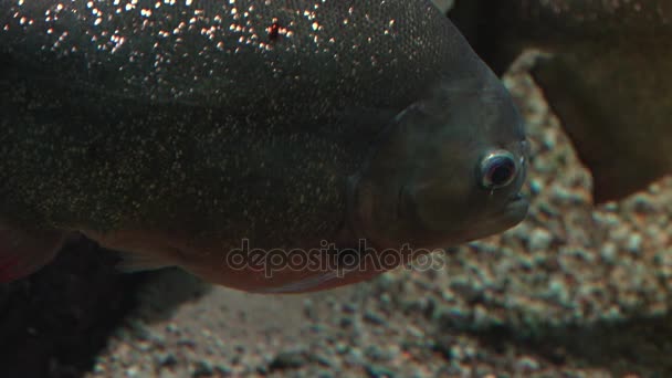 Poissons tropicaux colorés nagent à proximité d'autres formes de vie marine, ultra hd 4k, real tme — Video