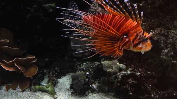 他の海洋生物、ウルトラ hd 4 k、実質 tme 近くを泳ぐカラフルな熱帯魚 — ストック動画