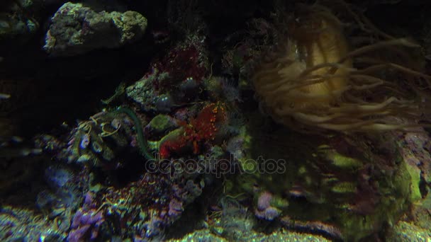 五彩斑斓的热带鱼游泳附近其他海洋生物，超高清 4k，真正全直肠系膜切除 — 图库视频影像