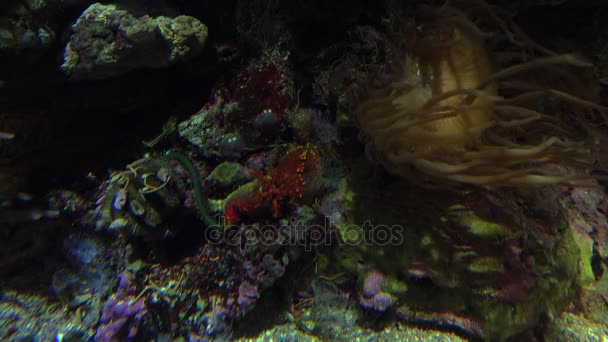 Colorful tropical fish swim near other marine life, ultra hd 4k, real tme — Stock Video