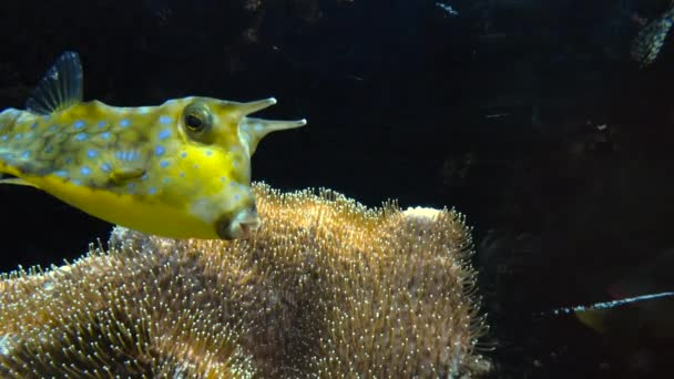 五彩斑斓的热带鱼游泳附近其他海洋生物，超高清 4k，真正全直肠系膜切除 — 图库视频影像