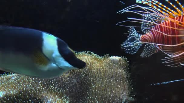 Coloridos peces tropicales nadan cerca de otra vida marina, ultra hd 4k, real tme — Vídeo de stock