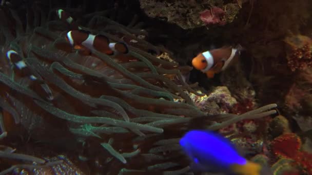 Färgglada tropiska fiskar simma nära andra marina livet, ultra hd 4k, riktiga tme — Stockvideo