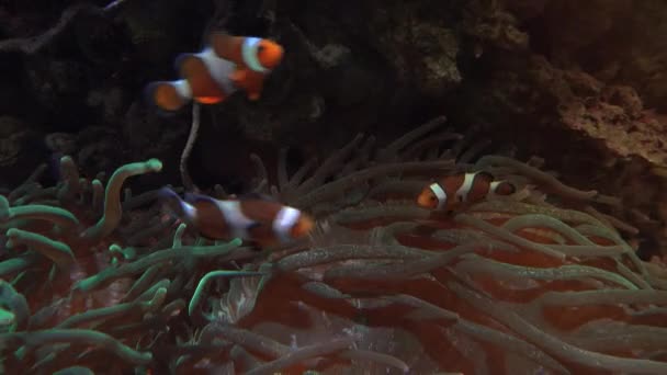 Poissons tropicaux colorés nagent à proximité d'autres formes de vie marine, ultra hd 4k, real tme — Video