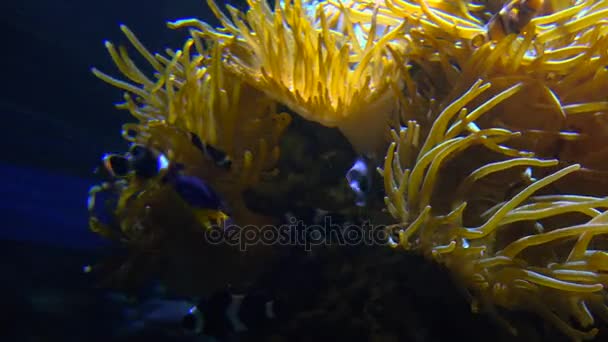 Barevné tropické ryby plavat u jiných mořských živočichů, ultra hd 4k, skutečné tme — Stock video