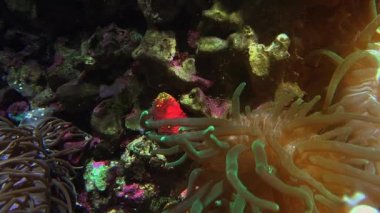 Diğer deniz yaşamı ultra hd 4 k, gerçek tme renkli tropikal balık yüzmek