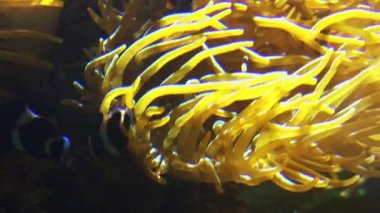 Diğer deniz yaşamı ultra hd 4 k, gerçek tme renkli tropikal balık yüzmek