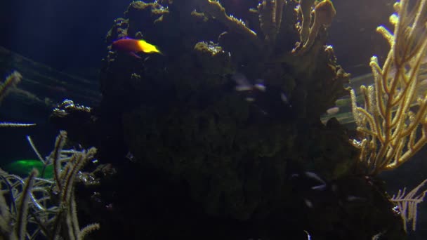 Poissons tropicaux colorés nagent à proximité d'autres formes de vie marine, ultra hd 4k, real tme — Video