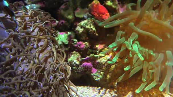 Barevné tropické ryby plavat u jiných mořských živočichů, ultra hd 4k, skutečné tme — Stock video