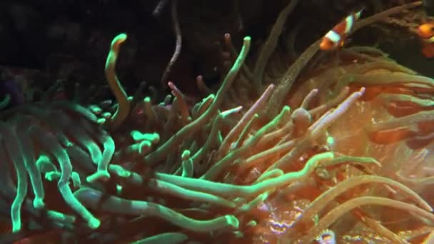 Poissons tropicaux colorés nagent à proximité d'autres formes de vie marine, ultra hd 4k, real tme — Video