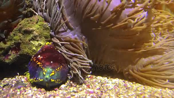 다른 해양 생물, 울트라 hd 4 k, 진짜 tme 근처 다채로운 열 대 물고기 수영 — 비디오