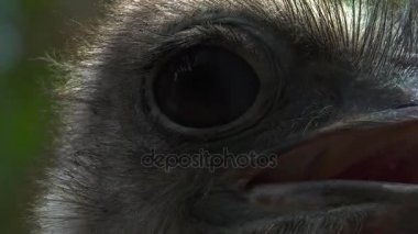 Devekuşu'nın kafa yakın çekim